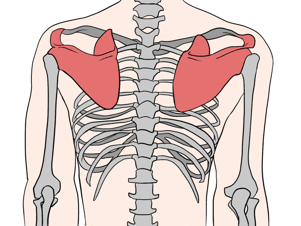 背中の筋肉の弱化で肩甲骨の位置が正常な状態からズレる