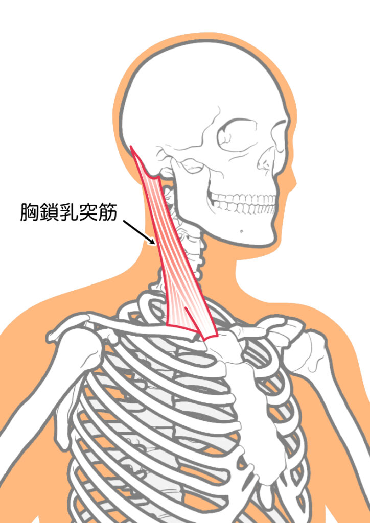 ぎっくり首の原因「胸鎖乳突筋」の位置